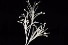 15010365z Ball Pack Of Snowy White Fairy Flurry Spray 665760000310