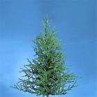1915354 Kurtadler Pistol Pine Tree