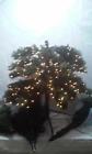 204146771 Unbranded 15 Ft Alexander Pine Quick-set Artificial Christmas Tree With Pinecones 754031288509