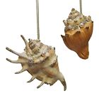 28-30259 Katherines Collection Coastal Shells 883280289101