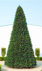28522711 Christmas Central 24 Giant 762152407174