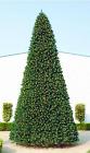 28522721 Christmas Central 40 Giant 762152407235