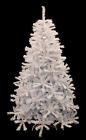 30790408 Dak 7.5 White Cedar 762152626858