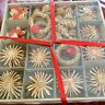 801.567.14 Wilton Kotte Straw Piece Set Nip Christmas Holiday Ornaments Angels