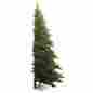 A803966 Vickerman New 6.5 Westbrook Pine Half Tree 400 Clear Lights 734205034668