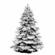 A806347 Vickerman Flocked Artificial Alaskan Christmas Tree Height 4.5 300 Multi Color Lights 747925124502