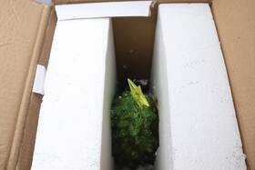 Whs114mc Alpine Corporation Indoor Christmas Tree Shop Rotating Scene Holiday Decoration
