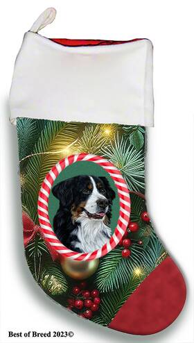 Bb08051 Best Of Breed Bernese Mountain Dog Holiday Christmas Stocking