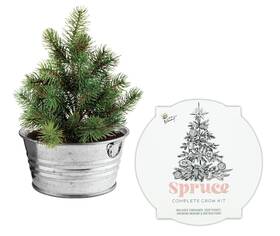 Buzzy 698942965473 Spruce Christmas Tree To Be Mini Basin Grow Planter Kit Your Own