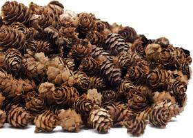 Deloky 445035869896 250 Pcs Christmas Natural Mini Pine Cones-thanksgiving Pinecones