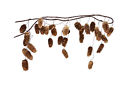 Fa662m Sivle Fantastic Craft Spruce Cone Garland 844704036527