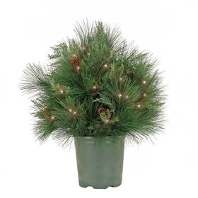 93326968 Hgtv 26 Inch Pre-lit Black Tie Mixed Pine Christmas Artificial Pot Filler Warm