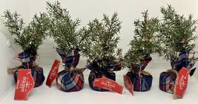 Holiday Time 196610100329 Lot Of 5 Christmas Tree Mini Tartan Plaid Wrapped Decor