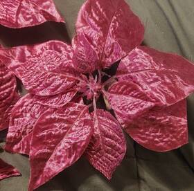 Holiday Time 748708747239 New Clip On Pastel Pink Poinsettia Christmas Ornament Decoration 5-piece 9 Inch