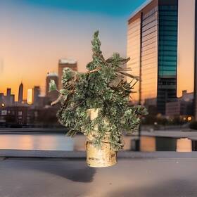 Nearly Natural 192897377997 24 Inch Green Christmas Tree In Decorative Birch Bark Planter
