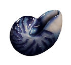 Orn72082 Enterprises Indigo Blue Nautilus Shell Christmas Holiday Ornament 008246094999