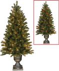 Pedd8-389d-50 National Tree 5 Downswept Douglas