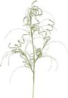 Qg164513 Vickerman Lime Glitter Curly Spray 734205414040