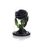 Natroses Christmas Birthday Gifts For Women, Handmade Preserved Medium Black. Fixed Price $62.32.