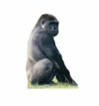 Gorilla Life Size Cardboard Cutout Standee Standup Poster By Advanced Graphics. Fixed Price $49.95.
