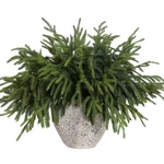 Yxzzwl 16 Pcs Christmas Norfolk Pine Branches, 18 Inch Real Touch Artificial .... Fixed Price $79.10.