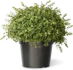National Tree Company Artificial Shrub Bush Mini Tea Leaf Ball W/ Pot Base 15". Fixed Price $31.99.