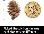 250 Pcs Christmas Natural Mini Cones-thanksgiving Ornaments For D. Fixed Price $24.31.