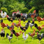 18 Pcs Chicken Yard Art Rooster Signs Set With 36 Stakes 9 Styles Chicke.... Fixed Price $42.09.