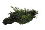 Crate & Barrel Faux Hemlock Pine Pre-lit Led Real Touch Christmas Garland 6'. Fixed Price $43.99.