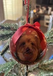 Es Pets Dog Christmas Ornament Shatterproof Ball Yorkie Yorkshire Terrier. Fixed Price $8.75.