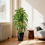 Artificial Dracaena Tree With Lights, 5FT Fake Plants Black Tall Planter Indoor. Fixed Price $35.99.