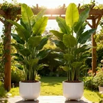 2 Pack Artificial Banana Trees Large Faux Tropical Plants Indoor Outdoor. Fixed Price $44.95.