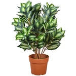National Tree Company 30 In. Hosta Topiary Plant Brown Round Growers Pot. Fixed Price $179.99.