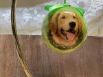 New Golden Retriever By Es Pets Dog Christmas Ornament Unbreakable Ball. Fixed Price $14.99.