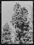 Rogue River National Forest, Klamath County, Oregon. Tops Of Tall Trees. Fixed Price $9.99.