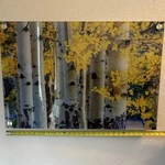 Vibrant Acrylic Glass Wall Print Depicting Scenic Grove Of Autumn Aspen Trees.. Fixed Price $250.00.