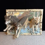 Bradford Exchange Force Of Nature 3D Wolf Wall Sculpture Agnew Coa Retired. Fixed Price $175.00.