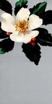 White Magnolia Flower Holiday Christmas Greeting Cards By Hallmark - Set Of 3. Fixed Price $8.09.