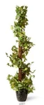 National Tree Company 48" Ivy Spiral Topiary. Fixed Price $179.99.