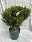 National Tree Company 22-IN. Artificial Globe Cedar With Green Growers Pot.. Fixed Price $58.99.