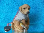 Golden Retriever Dog Christmas Ornament Fishing Buddy Vest Caught Young's. Fixed Price $5.87.