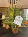 Htf My Texas House Pre-lit Cypress Pot Christmas Tree Foot New 24". Fixed Price $50.00.