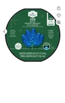 Holiday Time 100 Count Blue Led Super Bright C9 Christmas Lights Green Wire. Fixed Price $59.95.