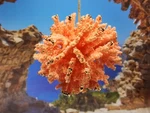 Beach Coastal Coral Orange Glitter Reef Ball Christmas Ornament New Gold. Fixed Price $8.99.