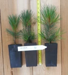 Swiss Stone Pine - Grow Your Own Nuts. Landscape Tree Focal Point.. Fixed Price $48.95.