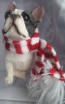 Sandicast XSO02301 French Bull Dog In Red White Scarf Christmas Ornament Nib. Fixed Price $14.99.