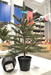 Ikea Vinterfint 4 " Christmas Tree Green Artificial Potted Plant,indoor/outdoor. Fixed Price $22.99.