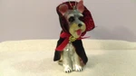 Christmas Ornament Glass Dog With Black Cape & Red Ribbon Collar EX101. Fixed Price $7.99.