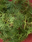 12+ Ft. Ground Cedar Evergreen Wreaths Crafts Holiday Flower Arrangements Live. Fixed Price $24.99.