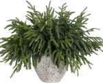 Yxzzwl 16 Pcs Christmas Norfolk Pine Branches, 18 Inch Real Touch Artificial. Fixed Price $55.16.